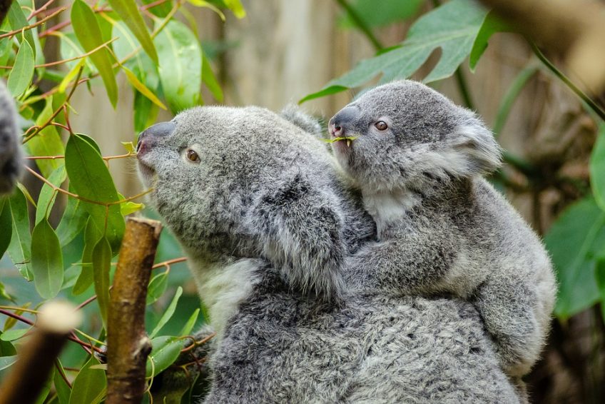 考拉保育中心 koala conversation centre