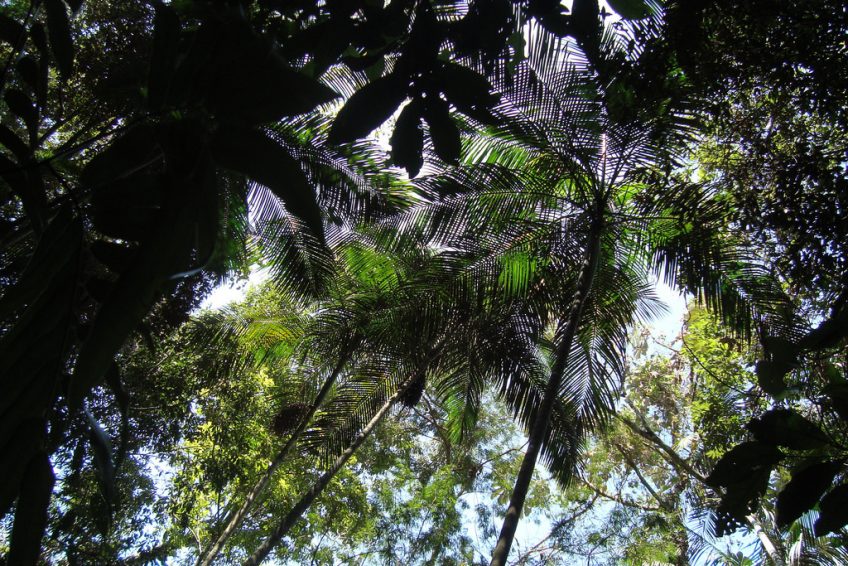 奇久卡国家森林公园 tijuca national park