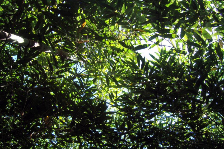 奇久卡国家森林公园 tijuca national park