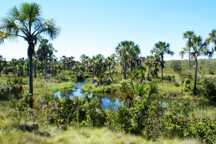 奇久卡国家森林公园 tijuca national park
